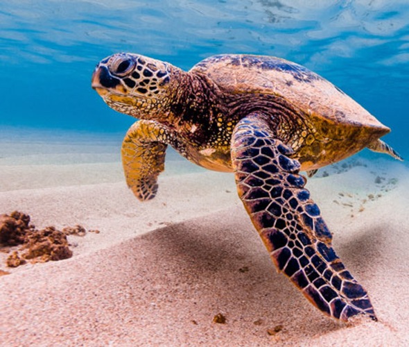 Endangered Hawaiian sea turtles in Hawaii's Pacific Ocean