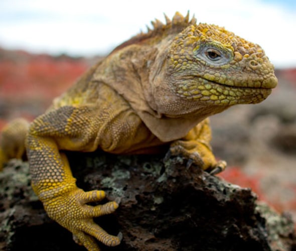 iguana-over-a-rock-in-galapagos-islands