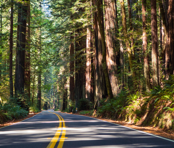 Avenue of the Giants cuts through a redwood forest in Humboldt County, California.