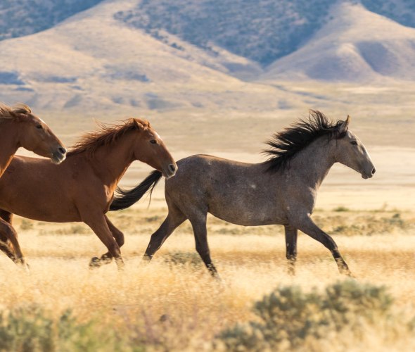 Wild horses run through grasslands in the United States.