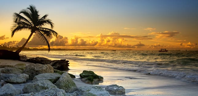 palm tree on beach in sunset