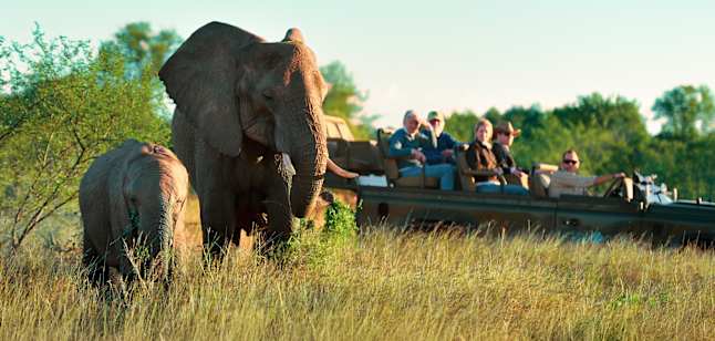 Safari group watching elephant