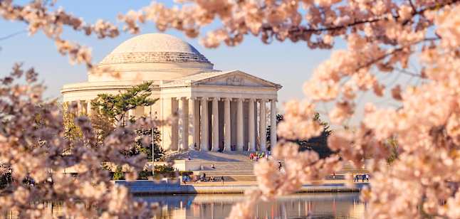 Cherry Blossoms in Washington D.C.