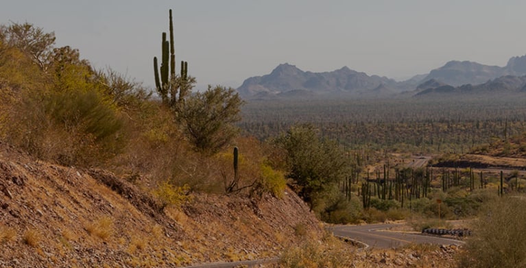 A cactus-lined road winds through Baja California, Mexico