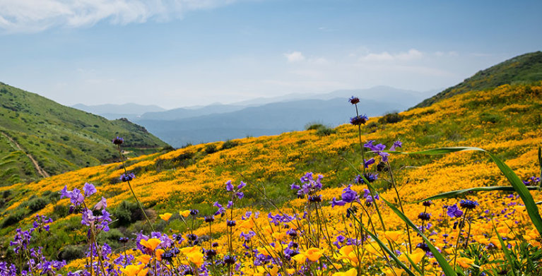 aaa members can visit spring wildflowers in california