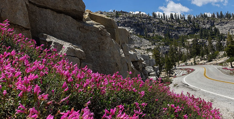 spring flowers blooming along a scenic northern CA road in Yosemite