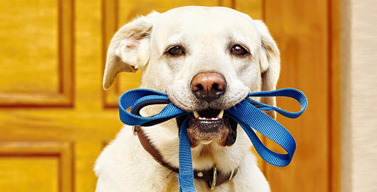 a AAA member saves money with AAA Member discounts like pet insurance.