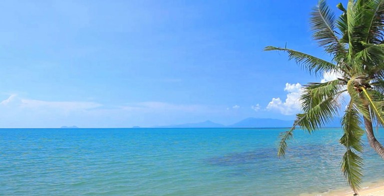 beach at the ocean with a palm tree on the right