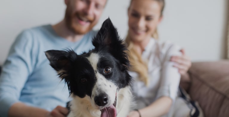 AAA Member spending time with a border collie