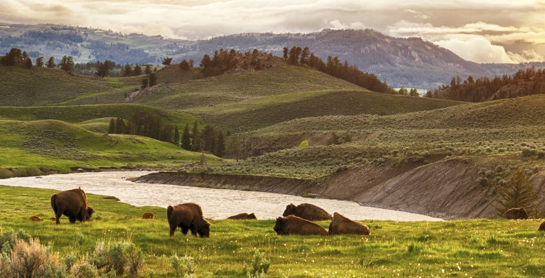 Bison lounge in a field in Yellowstone National Park in spring.