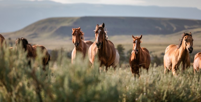 Herd of American Quarter horse ranch horses in the Dryhead area of Montana near Wyoming.