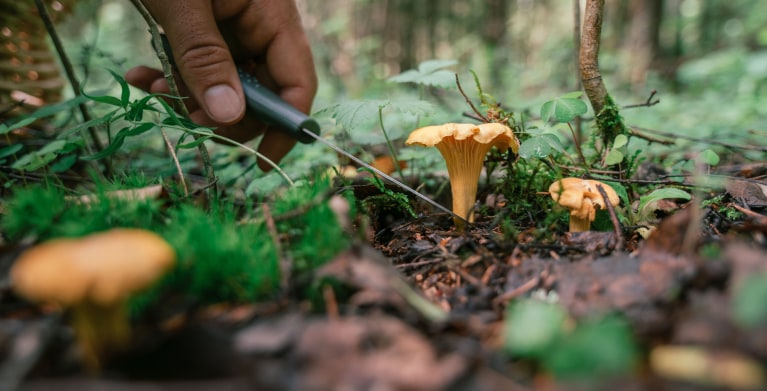 A forager cuts a mushroom off a forest floor with a knife.