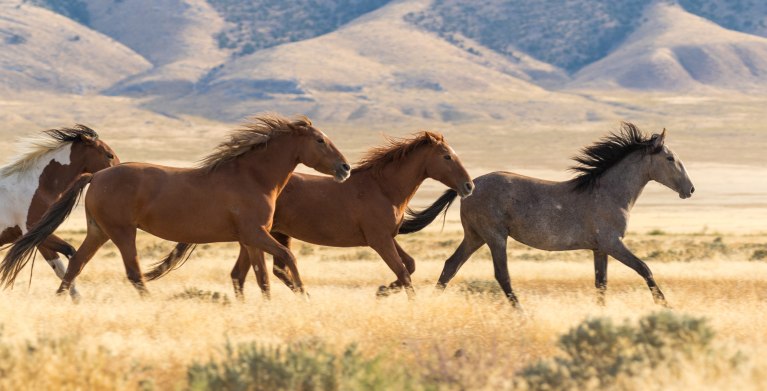 Wild horses run across a grassland in the United States.