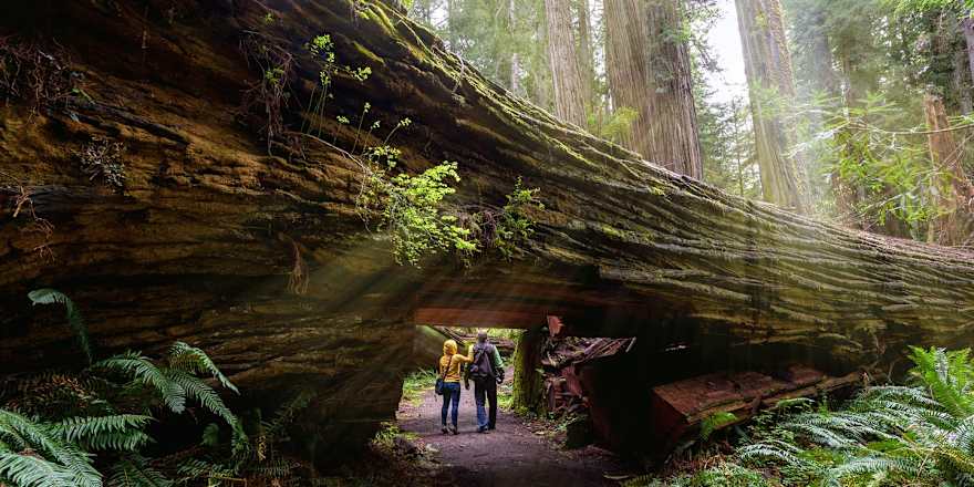 Redwoods