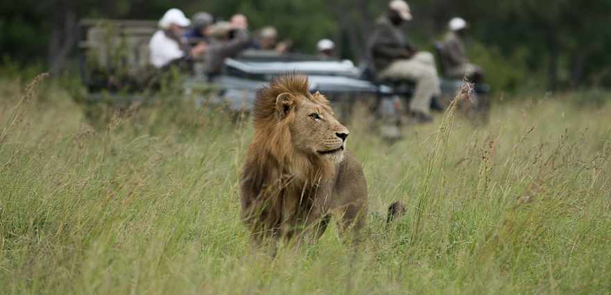 lion in tall grass