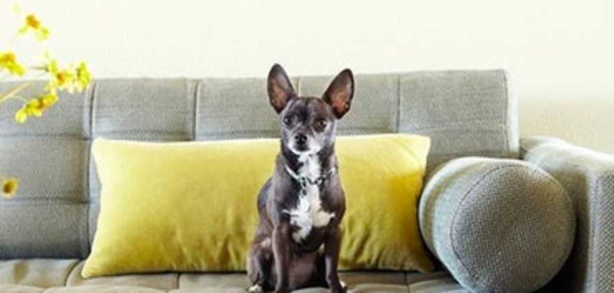Dog sitting on sofa in a home covered by AAA insurance