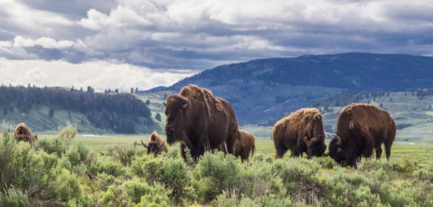 A group of bison in Lamar Valley field at Yellowstone National Park.