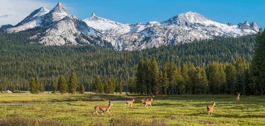 Deer prance through Tuolumne Meadows in Yosemite National Park as the Cathedral Range looms in background.