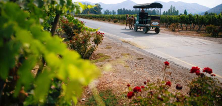 cruise with aaa travel and explore vineyards in chile