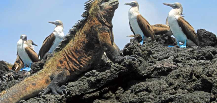 take a dream vacation and visit the galapagos islands
