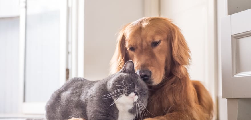 dog and cat laying on floor