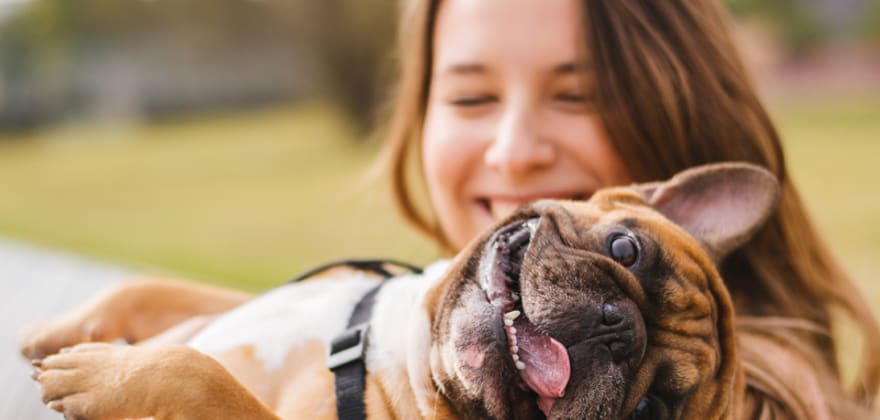 AAA member with English bulldog
