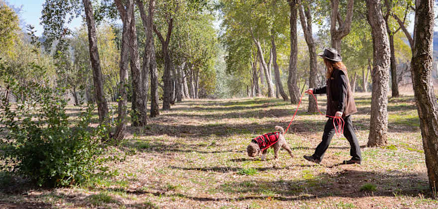 A woman walks a leashed dog in a red coat among some trees. 