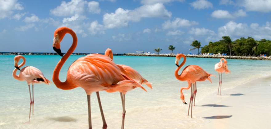 explore vacation ideas to see pink flamingos in aruba