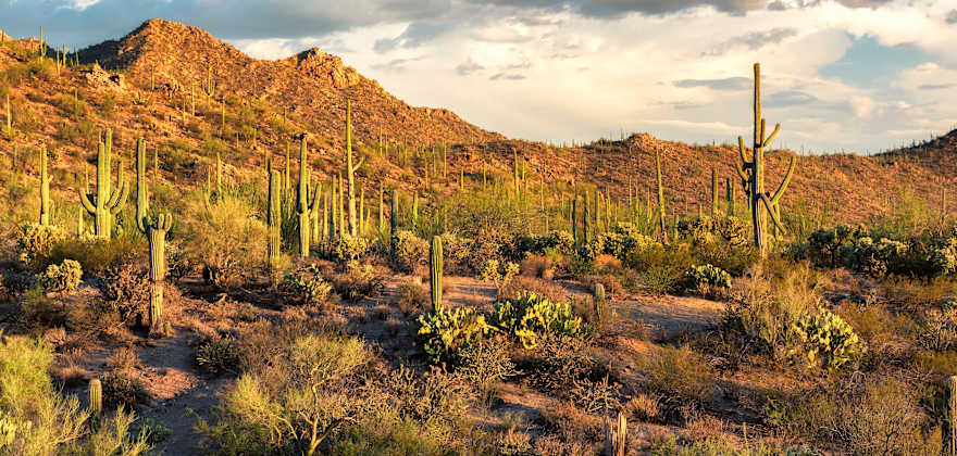 Cacti and other desert plants grow in Tucson's Saguaro National Park underneath a cloudy sky.