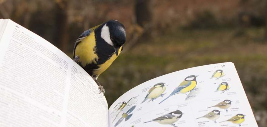 A great tit perched on the edge of a bird guide