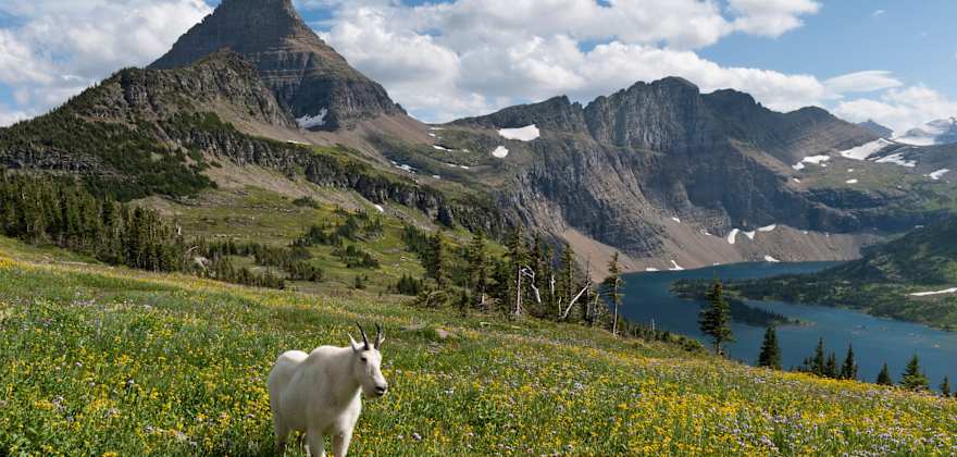 A mountain goat (Oreamnos americanus) stands in a meadow above Hidden Lake, Glacier National Park.