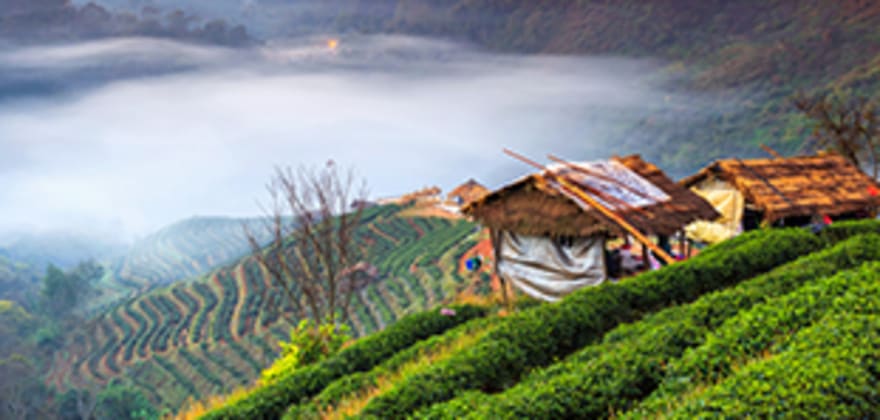 chiang mai terraced field