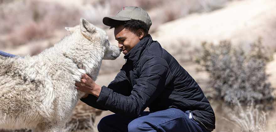 A Wolf Connection program participant pets Willow, a white and tan wolf.