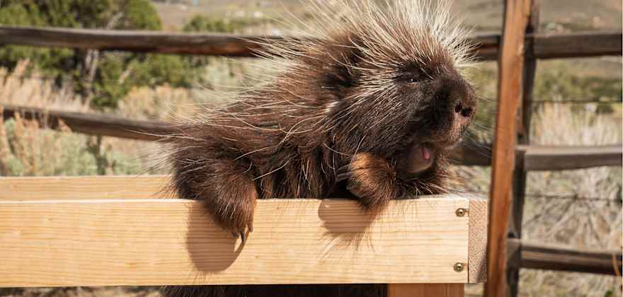 A quillber at Animal Ark in Reno, Nevada rides in a wagon.