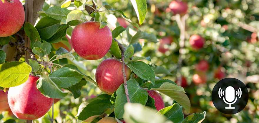 Trees full of apples on Kiyokawa Family Orchards.