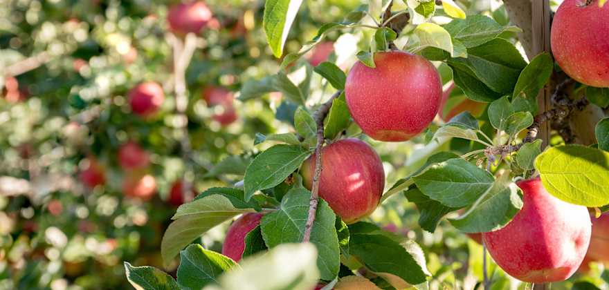 Trees full of apples on Kiyokawa Family Orchards.