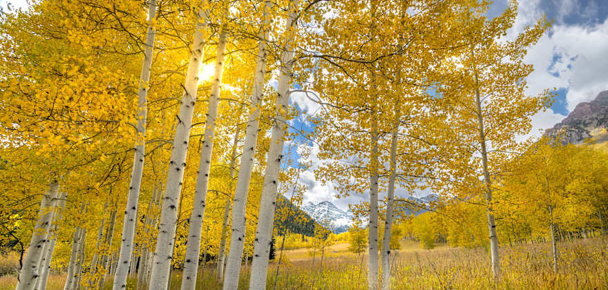 aspen trees in Colorado with yellow leaves