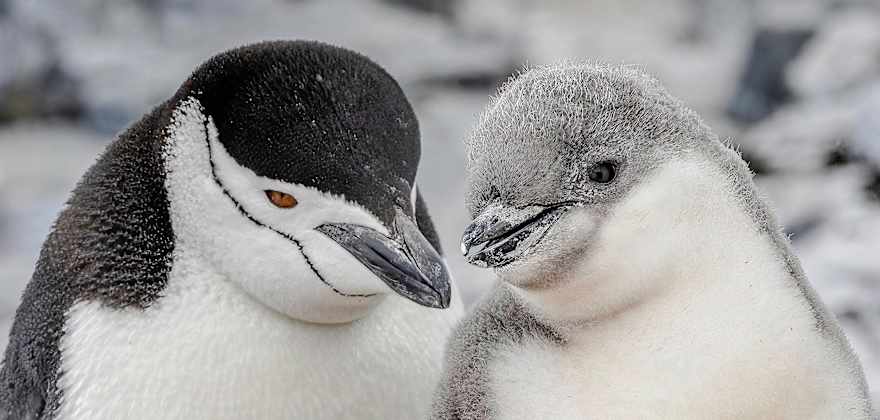 see penguins in antarctica on an HX cruise