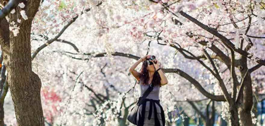 Woman taking a photo of cherry blossoms