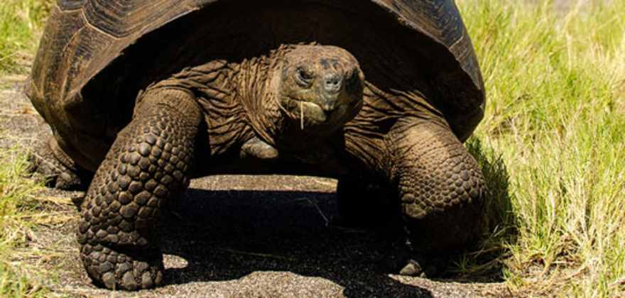 Tortoise traveling through the grass