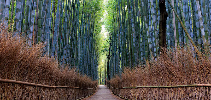 see a bamboo forest in japan with member choice vacations