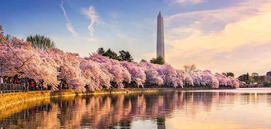 see the washington monument and cherry blossoms with member choice vacations