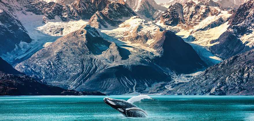 Alaska whale image