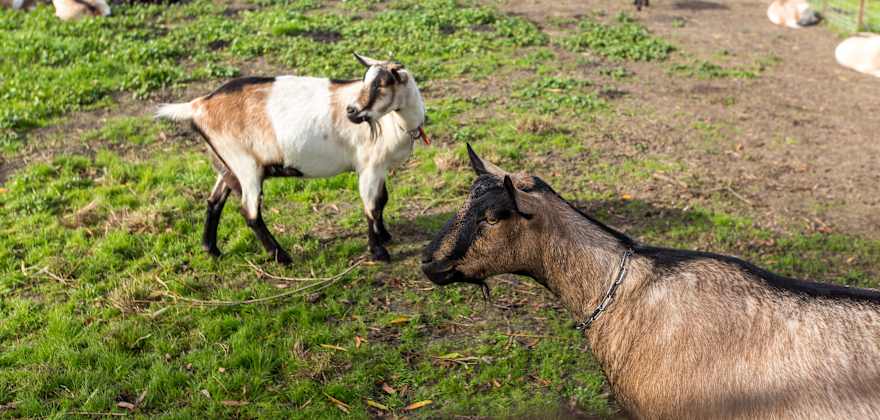 A herd of goats in a pasture. 