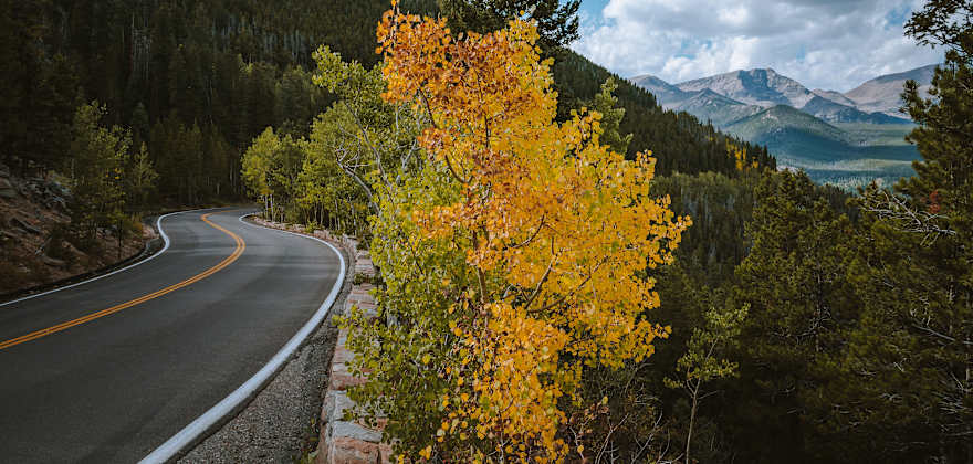 Yellow aspen leaves on the side of the road in Rocky Mountain National Park.