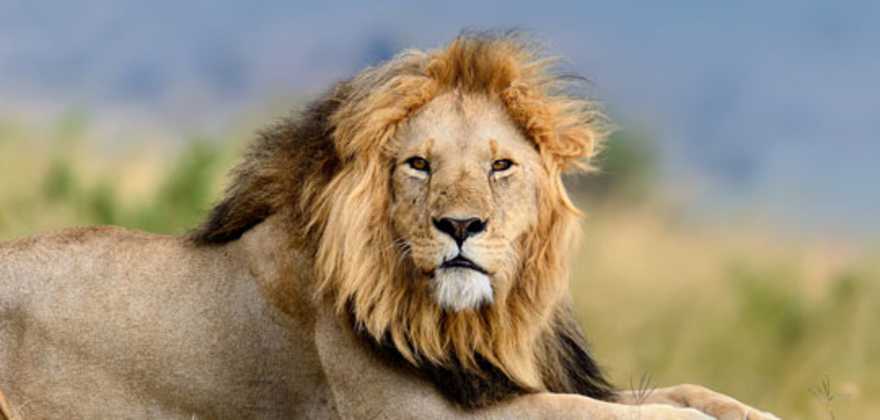 lion on an african safari