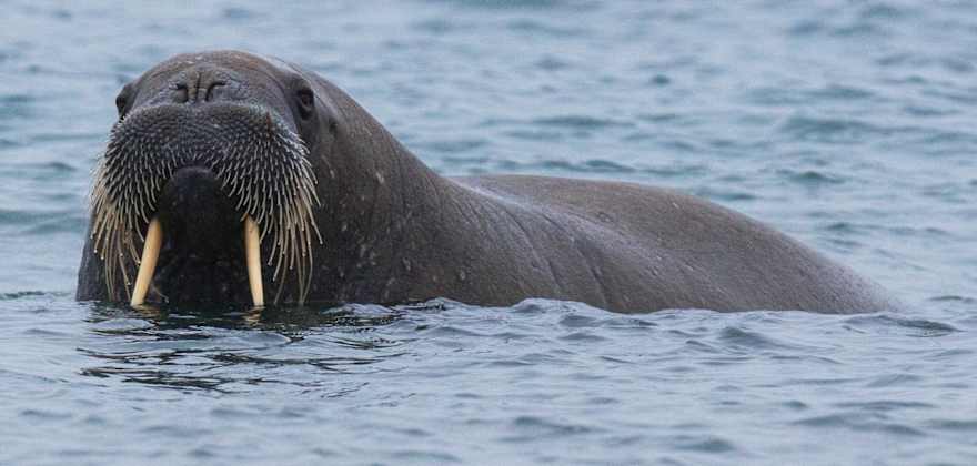 walrus
