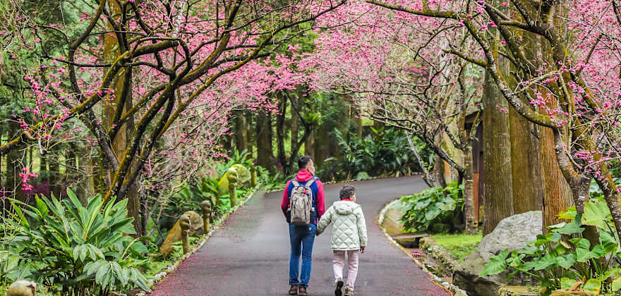 A couple walk through Sakura Garden At Formosan Aboriginal Culture Village, Cherry Blossom Festival, Sun Moon Lake (Sunmoonlake), Nantou, Taiwan.
