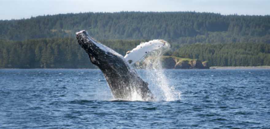 whale tale in alaska