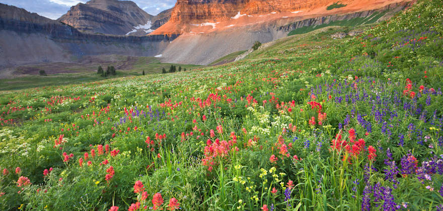 Colorful wildflowers on Mount Timpanogos, Utah, USA